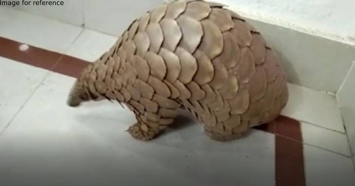 Odisha STF rescues Pangolin weighing 13.33Kg; one arrested